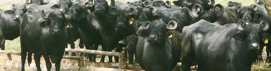 Cabana da Ponte - Bubalinos - corte