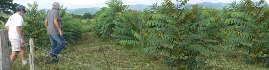 Cabana da Ponte - Plantação de cedro