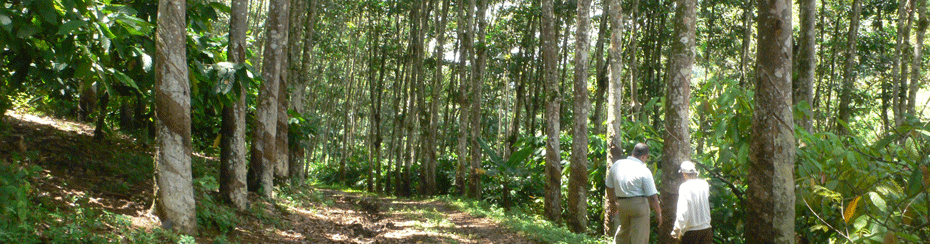 Cabana da Ponte - Seringa