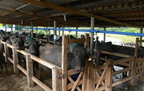 Cabana da Ponte: Ordenha de búfalos