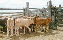 Cabana da Ponte: vendas de gado leiteiro